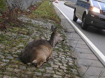 Leider die Ausnahme sind Rehe, die nur am Straßenrand sitzen. Vielmehr laufen sie vors Auto und verursachen gerade im Bad Brückenauer Raum eine rapid steigende Anzahl von Unfällen. Symbolfoto: Tobias Kindermann