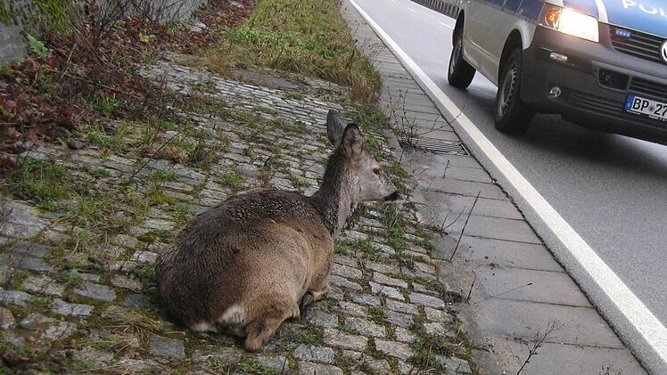 Leider die Ausnahme sind Rehe, die nur am Straßenrand sitzen. Vielmehr laufen sie vors Auto und verursachen gerade im Bad Brückenauer Raum eine rapid steigende Anzahl von Unfällen. Symbolfoto: Tobias Kindermann