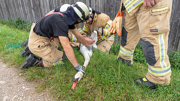 Schwan im Kreis Bamberg von Schnur befreit