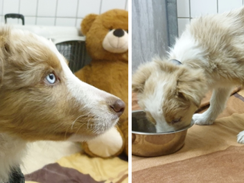 Tierheim Feucht nimmt erneut illegal eingeführten Welpen auf - "Quarantäne nun voll"