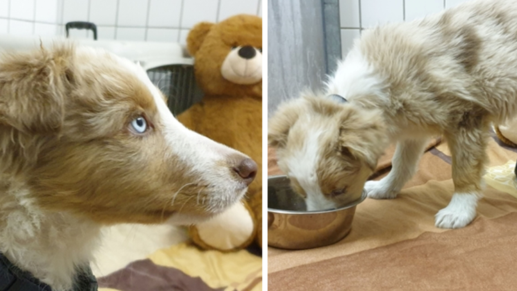 Tierheim Feucht nimmt erneut illegal eingeführten Welpen auf - "Quarantäne nun voll"