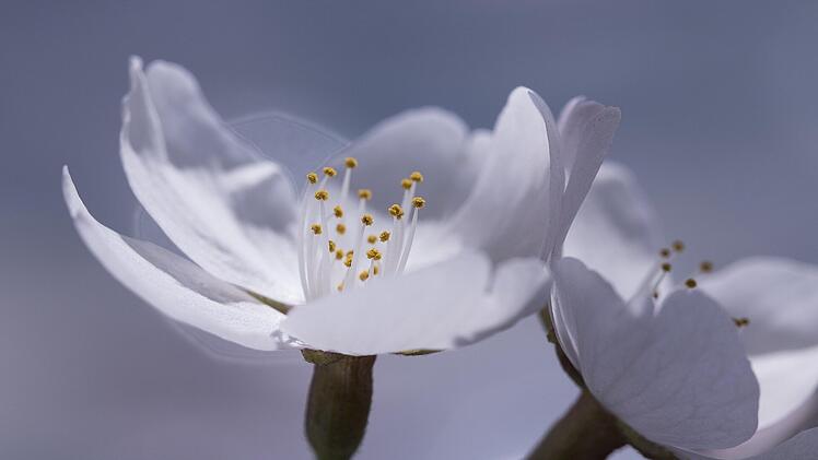 Barbaratag 2022: Was ist der Barbaratag und was steckt hinter den Barbarazweigen?