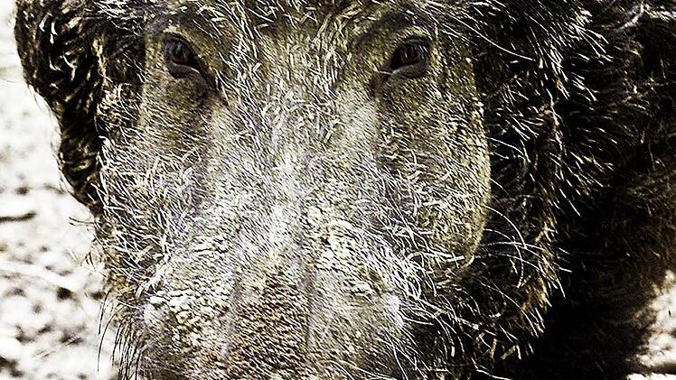 Im Besonderen Wildschweine sorgen für Schäden in der Flur. Foto: Uli Deck/dpa