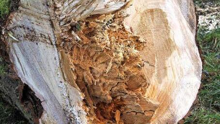 Der Stamm dieser Weide ist im Kern morsch. Er stellte eine Gefahr dar und musste gefällt werden.  Foto: Mathias Erlwein