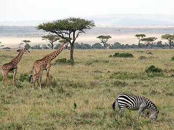 Zebras und Giraffen grasen in einem Nationalpark.