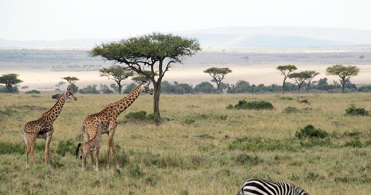 Tanzania: Plane hits zebra - | spectacular emergency landing saves 30 ...