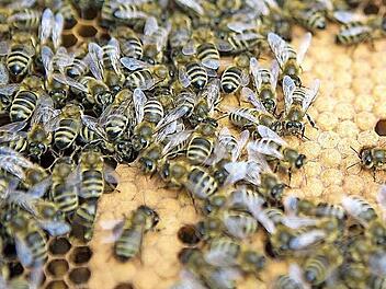 Honigbienen auf Bienenbrut Foto: René Ruprecht