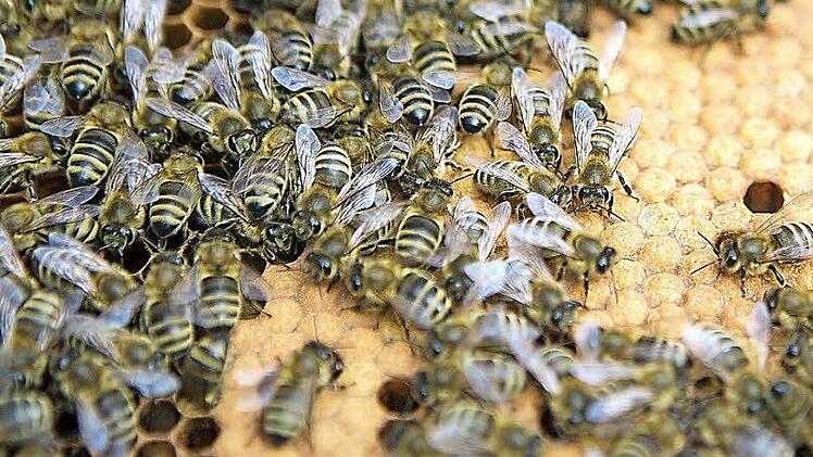 Honigbienen auf Bienenbrut Foto: René Ruprecht