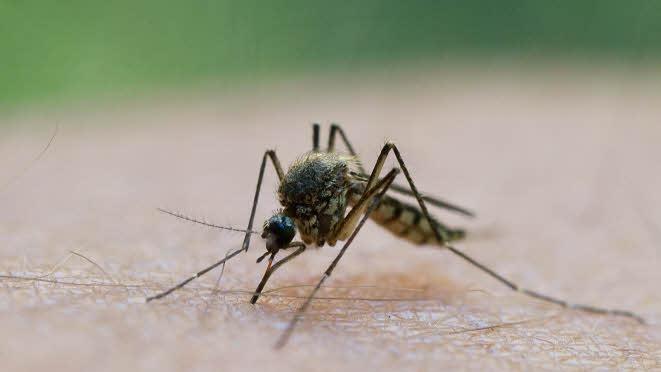 Stechmücken sind immer hungrig und können ihre menschlichen Opfer zur Verzweiflung reiben - vor allem nachts. Foto: dpa/Patrick Pleul