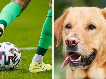 Fu&szlig;ballspieler von Hund gebissen