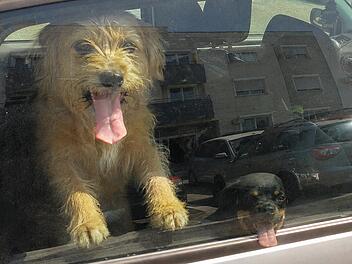 Hunde, Hitze, Auto
