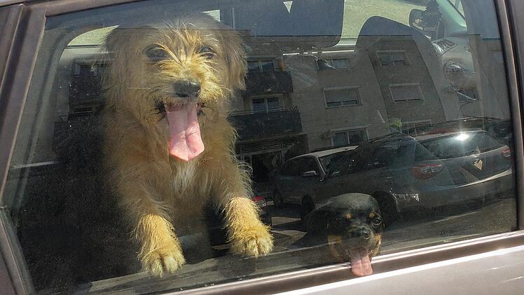 Polizisten befreien Hunde aus Hitze-Auto in Passau