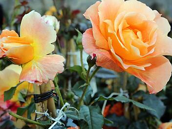 Empfindliche Pflanzen wie Rosen sollten erst Ende März oder Anfang April geschnitten werden. Bild: Archiv/Matthias Hoch