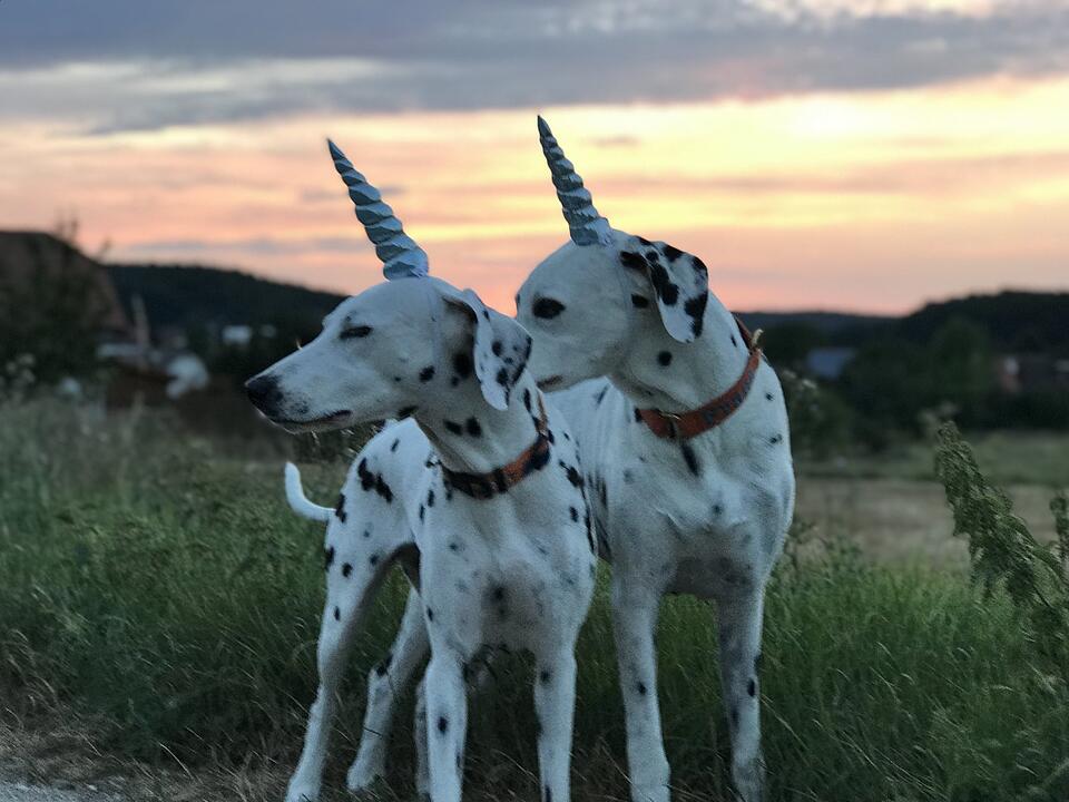 Die schönsten Fotos im August aus Forchheim und Umgebung