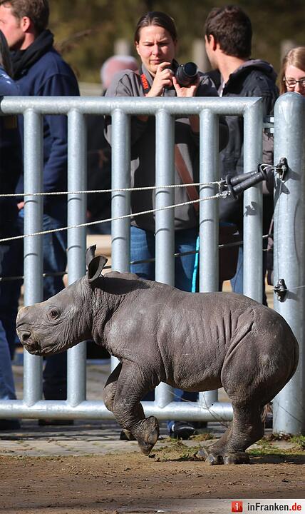 Nashorn-Nachwuchs in Augsburg