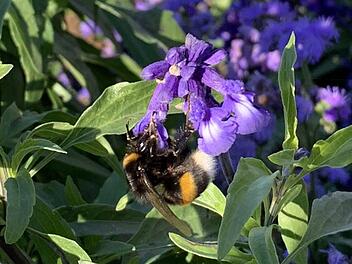 Nachträglich 85000 Euro hat der  Kreisausschuss des Bad Kissinger Kreistages in den Haushalt 2018 eingestellt für das Projekt Grüngitter, dass sich vornehmlich dem Schutz von Insekten widmet. Foto: Annett Lüdeke