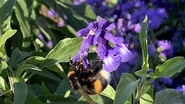 Nachträglich 85000 Euro hat der  Kreisausschuss des Bad Kissinger Kreistages in den Haushalt 2018 eingestellt für das Projekt Grüngitter, dass sich vornehmlich dem Schutz von Insekten widmet. Foto: Annett Lüdeke