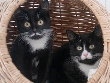 Tierheim Hof: Katzen-Geschwister "hatten noch nie ein Zuhause" - jetzt brauchen sie Zuwendung