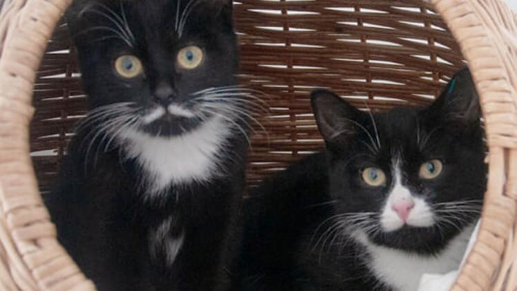 Tierheim Hof: Katzen-Geschwister "hatten noch nie ein Zuhause" - jetzt brauchen sie Zuwendung