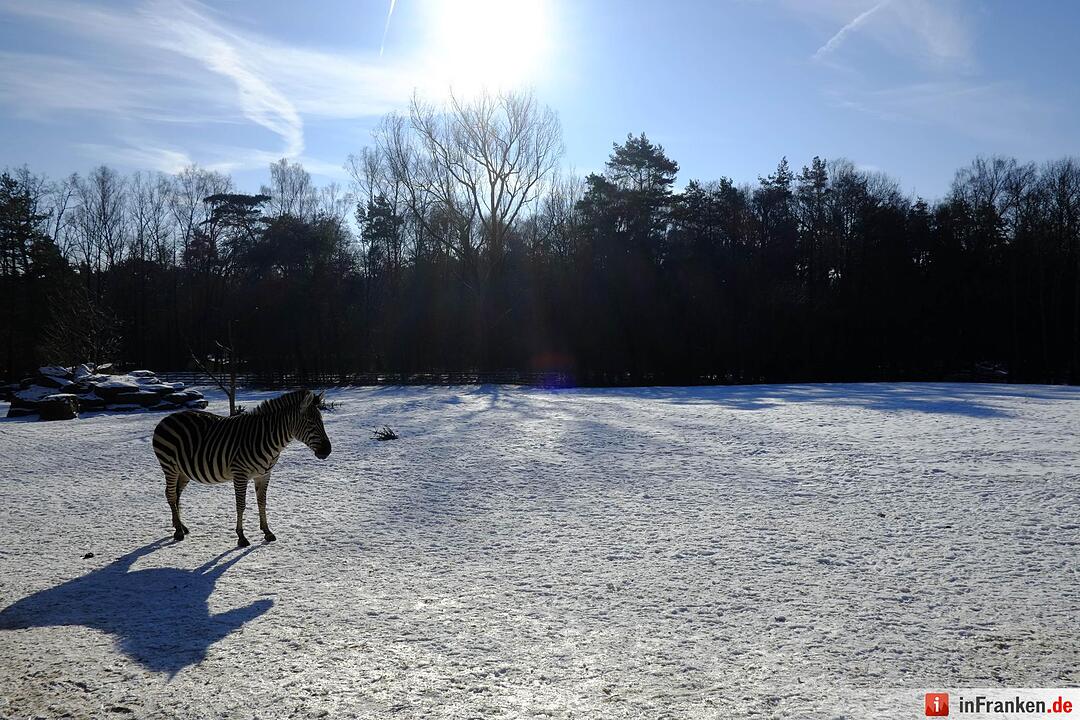 Tiergarten Nürnberg im Winter