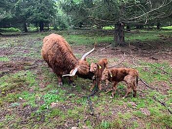 Auch die Tettauer Hochlandrinderzucht Frankenwald betreibt mit den schottischen Hochlandrindern Landschaftspflege. Seit wenigen Tagen gibt es nun bei den Hochlandrindern auch ein Zwillingspaar. Foto: Hochlandrinderzucht