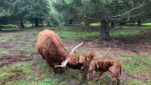 Auch die Tettauer Hochlandrinderzucht Frankenwald betreibt mit den schottischen Hochlandrindern Landschaftspflege. Seit wenigen Tagen gibt es nun bei den Hochlandrindern auch ein Zwillingspaar. Foto: Hochlandrinderzucht
