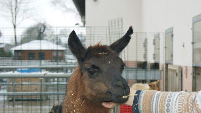 Stammen die Tiere aus schlechter Haltung oder wurden misshandelt brauchen sie lange, um das Vertrauen zu Waltraud Albert auf dem Gnadenhof Ebensfeld zu finden (Bild links). Freiwillige Helfer wie (von links) Steffi, Zoe und Oliver unterstützen Waltraud Albert (2. von links) bei der Arbeit auf dem Gnadenhof Ebensfeld (Bild rechts).
