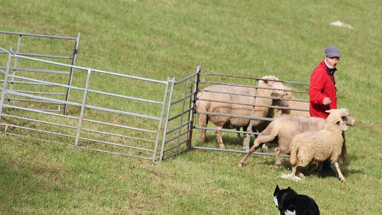 Franken-Trial der Border Collies  Foto: Sonny Adam