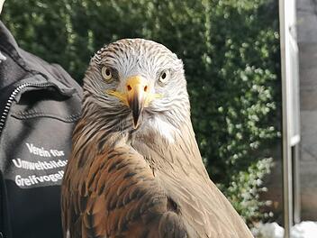 Die Rotmilan-Dame Lucia faszinierte die Teilnehmer der  Abschlussveranstaltung zum Rotmilan-Projekt. Foto: Marion Eckert