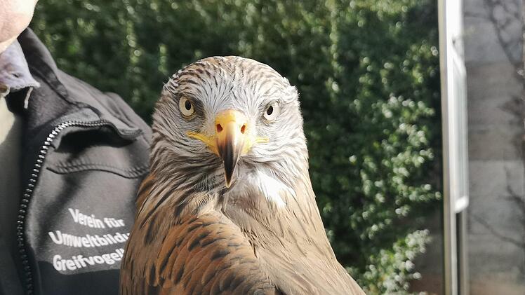 Die Rotmilan-Dame Lucia faszinierte die Teilnehmer der  Abschlussveranstaltung zum Rotmilan-Projekt. Foto: Marion Eckert