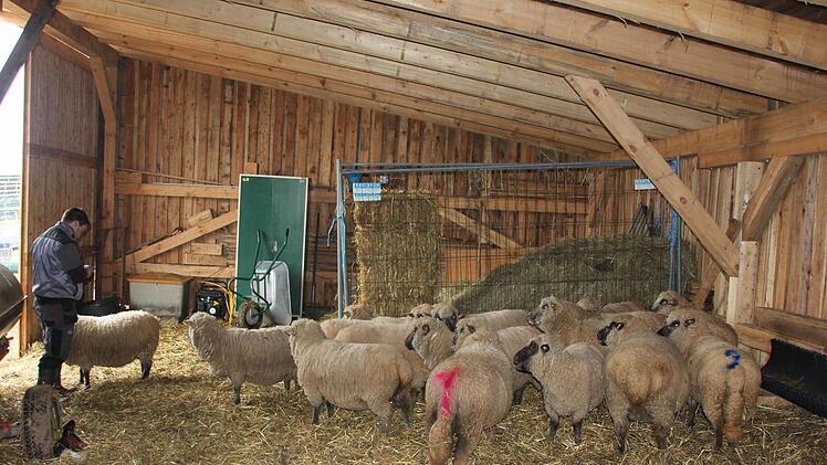 Roman Schineller mit seiner Herde.