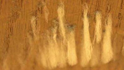 Zentimeterlange Schimmelfäden wachsen großflächig von der Decke.
