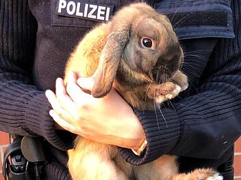 Dieses Kaninchen hatte die Polizei G&ouml;ttingen Mittwochnacht aufgegabelt. Sie packten das Kaninchen kurzerhand in den Streifenwagen und k&uuml;mmerten sich. Foto: Polizeiinspektion G&ouml;ttingen