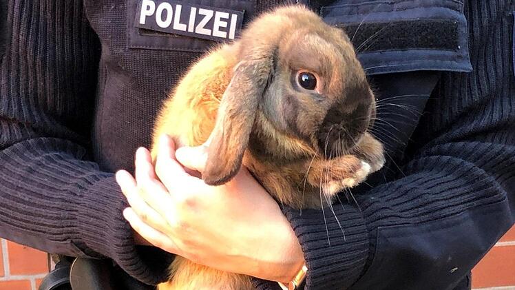 Dieses Kaninchen hatte die Polizei G&ouml;ttingen Mittwochnacht aufgegabelt. Sie packten das Kaninchen kurzerhand in den Streifenwagen und k&uuml;mmerten sich. Foto: Polizeiinspektion G&ouml;ttingen