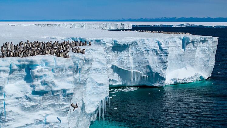 Die Schar junger Pinguine muss sich nun entscheiden. Wagen sie den ersten großen Sprung ins eiskalte Wasser?