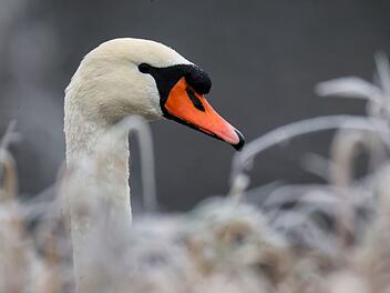 Schwan blockiert Staatsstra&szlig;e in Unterfranken