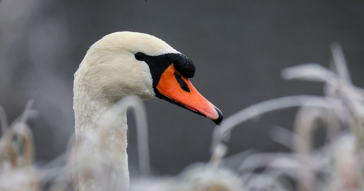 Unusual obstacle near Gräfendorf: Woman guides swan off road