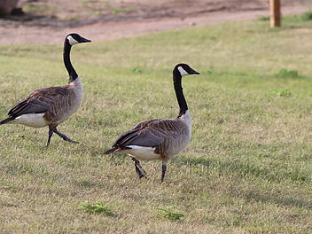 Kreis Lichtenfels mit Geflügelpest-Verdacht - Badesee gesperrt Kreis Lichtenfels mit Geflügelpest-Verdacht - Badesee gesperrt