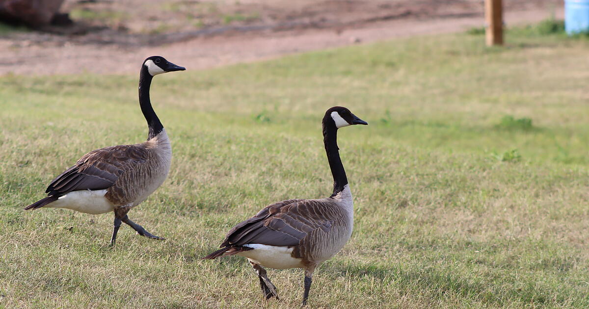 Lichtenfels district with suspected avian influenza - | bathing lake ...