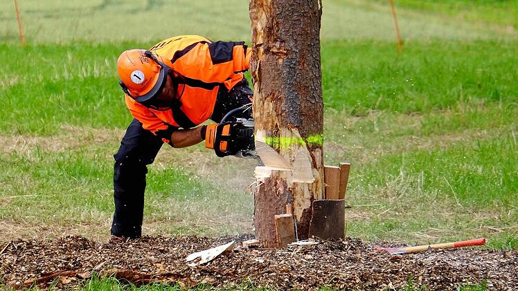 Es war viel geboten zu den Themen Holz und Wald. Foto: Gerd Schaar
