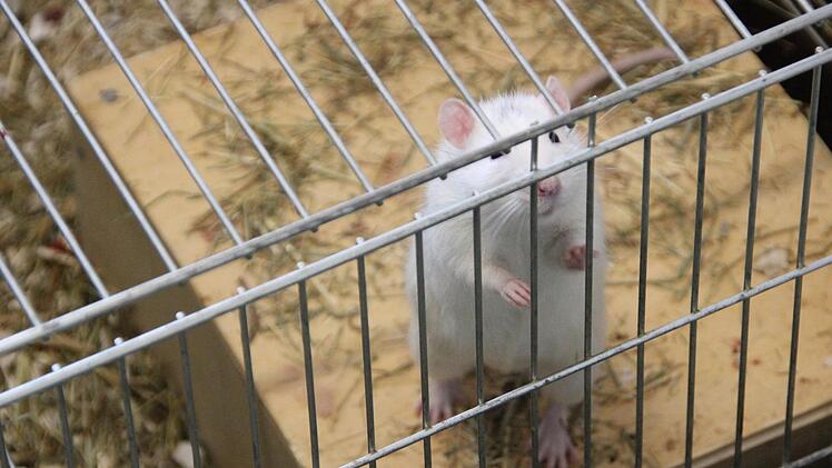 Eine der fünf Ratten im Tierheim