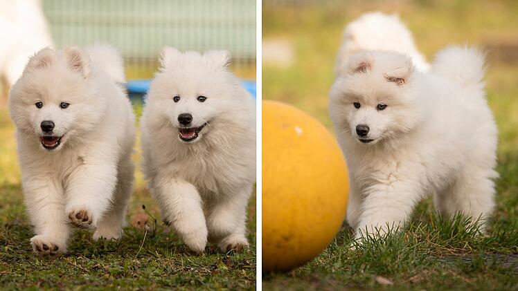 SplitImage 1764681088