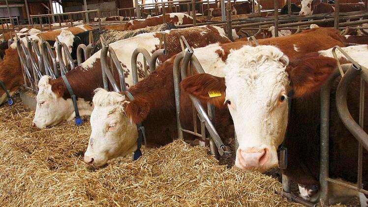 Besuch im Stall von Christine und Christian Werner in Poxdorf. Foto: Josef Hofbauer
