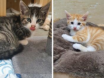 Tierheim Haßberge verhängt Aufnahmestopp für Katzen - "Katastrophe" Tierheim Haßberge verhängt Aufnahmestopp für Katzen - "Katastrophe"