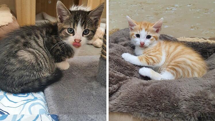 Tierheim Haßberge verhängt Aufnahmestopp für Katzen - "Katastrophe"
