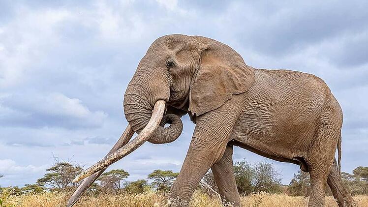 Ber&uuml;hmter Elefantenbulle Craig in Kenia gestorben
