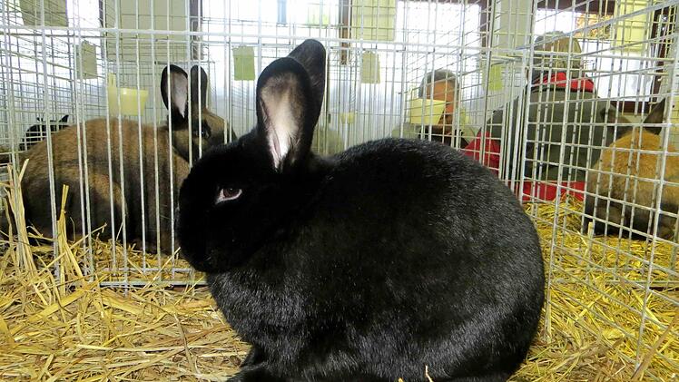 Ein Kaninchen war schöner als das andere.  Richard Sänger