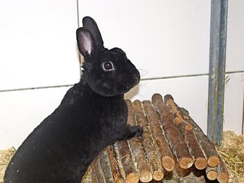 Samtweich und rabenschwarz: Zwergkaninchen Blacky  Foto: Tierheim