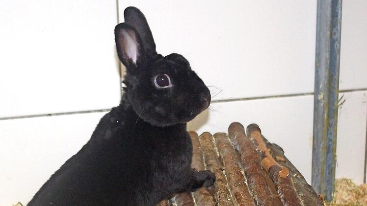 Samtweich und rabenschwarz: Zwergkaninchen Blacky  Foto: Tierheim