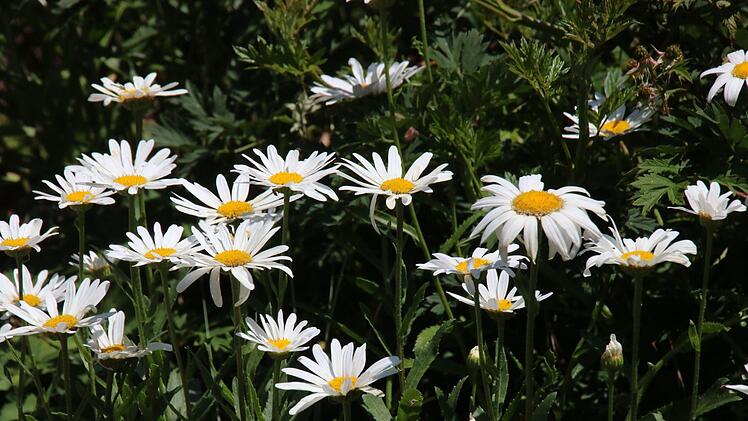 Impressionen aus der Kleingartenanlage Katzbachtal. Foto: Jürgen Gärtner